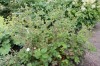 4736?width=100&height=80&name=potentilla