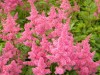 473?width=100&height=80&name=astilbe-jap