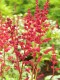 474?width=100&height=80&name=astilbe-x-a