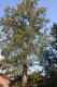 4755?width=100&height=80&name=quercus-ro