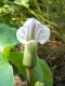 47?width=100&height=80&name=arisaema-can