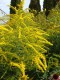 4820?width=100&height=80&name=solidago-c