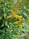 4821?width=100&height=80&name=solidago-g