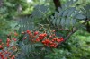 4829?width=100&height=80&name=sorbus-com