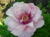 482?width=100&height=80&name=paeonia-ito