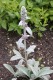 4835?width=100&height=80&name=stachys-by