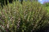 4842?width=100&height=80&name=teucrium-l