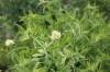 4851?width=100&height=80&name=trifolium-