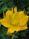 4852?width=100&height=80&name=trollius-c