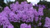 485?width=100&height=80&name=phlox-macul