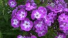 486?width=100&height=80&name=phlox-panic