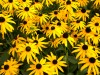 487?width=100&height=80&name=rudbeckia-f