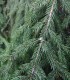 4884?width=100&height=80&name=picea-abie