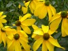 488?width=100&height=80&name=rudbeckia-n