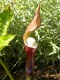 49?width=100&height=80&name=arisaema-sik