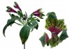 4?width=100&height=80&name=alstroemeria-