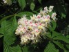 5012?width=100&height=80&name=aesculus-h