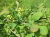 5013?width=100&height=80&name=berberis-a