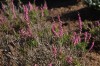 5022?width=100&height=80&name=calluna-vu