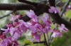 5028?width=100&height=80&name=cercis-can