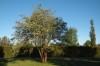 5032?width=100&height=80&name=crataegus-