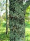 5033?width=100&height=80&name=gleditsia-