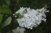 5036?width=100&height=80&name=hydrangea-