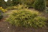 5037?width=100&height=80&name=juniperus-