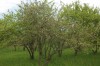 5051?width=100&height=80&name=malus-siev