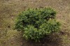 5056?width=100&height=80&name=picea-omor