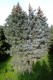 5057?width=100&height=80&name=picea-pung