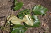 5063?width=100&height=80&name=populus-ba