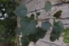 5070?width=100&height=80&name=populus-ni