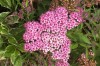 5103?width=100&height=80&name=spiraea-ja