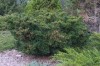 5112?width=100&height=80&name=taxus-wall