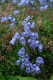 52?width=100&height=80&name=campanula-co