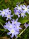 53?width=100&height=80&name=chionodoxa-l