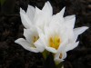 55?width=100&height=80&name=colchicum-sz