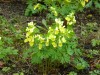 56?width=100&height=80&name=corydalis-br