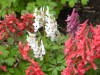 57?width=100&height=80&name=corydalis-so