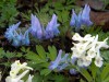 58?width=100&height=80&name=corydalis-tu