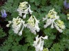 59?width=100&height=80&name=corydalis-vi