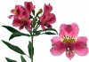 5?width=100&height=80&name=alstroemeria-