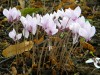 60?width=100&height=80&name=cyclamen-hed