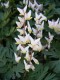 61?width=100&height=80&name=dicentra-cuc