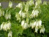 62?width=100&height=80&name=dicentra-for