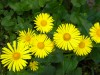 65?width=100&height=80&name=doronicum-or