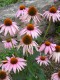 66?width=100&height=80&name=echinacea-pu