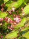 67?width=100&height=80&name=epimedium-x-