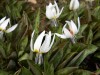 69?width=100&height=80&name=erythronium-